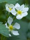 Washington State. Close-up of white strawberry blossoms with yellow center disc Art Print